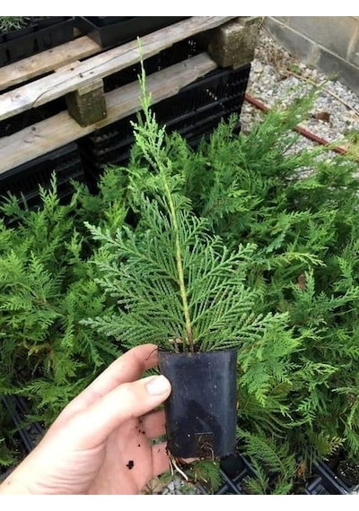 Bahçe Dekorasyon Leylandi Çam Fidanı 20 Adet Tüplü 10-25cm Cupressus