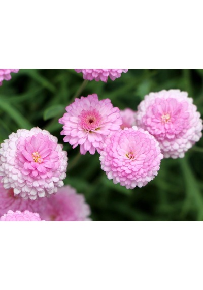 Açik Pembe Kasımpatı Çiçeği Fidanı Saksılı 10-20 Cm