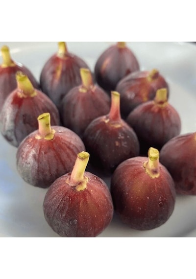 Seneye Meyve Durumda Soğuklara Dayanılı Ficus Carica Ronde De Bordeaux İncir Fidanı Kendine Verimli