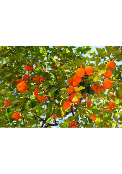 MANDALİNA FİDANI (Satsuma) 3 ADET - 3 YAŞ AŞILI ve TÜPLÜ 100-150