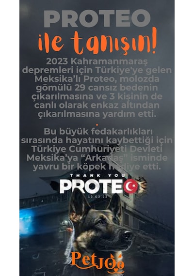 Petjoo 24.Proteo Turuncu-Gri Qr'lı Köpek Künyesi