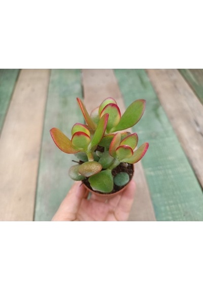 Crassula Ovata Hummels Sunset Para Ağacı 10-20 Cm