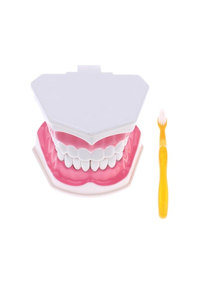 2x Büyük İnsan Ağzı Modeli Diş Fırçalı Öğretim Aleti Sabitleme-15x12x9cm 15 X Diş Sabitleme-15x12x9cm 15 X 12 X 9 Cm