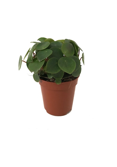 Peperomia Polybotrya (Yağmur Damlası Bitkisi) Ø5,5 CM Y0-10 CM