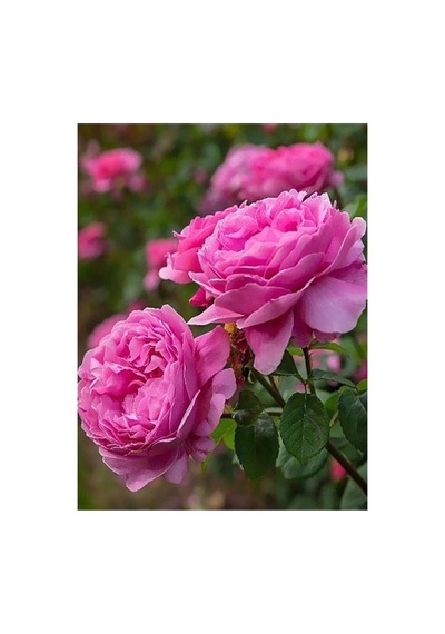 Aşılı Gül Fidanı Pembe 10-20 Cm