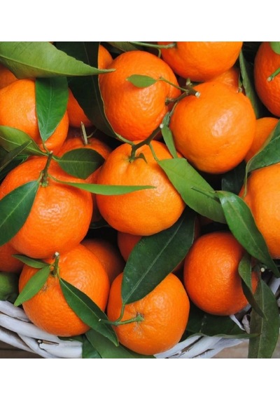 2 Adet Tüplü Yediveren Mandalina Fidanı 3 Yaş