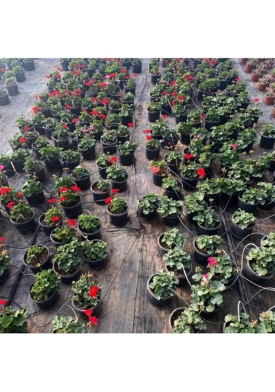 Sardunya Çiçeği Saksı'da - Pelargonium - Kırmızı Renk 10-20 Cm