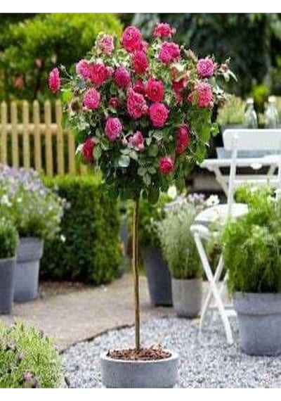 Bitkim Sende Baston Gül Yoğun Kokulu Pembe Renkli 40 60 Cm 1 Adet Aşılı Gül Walking Stick Rose
