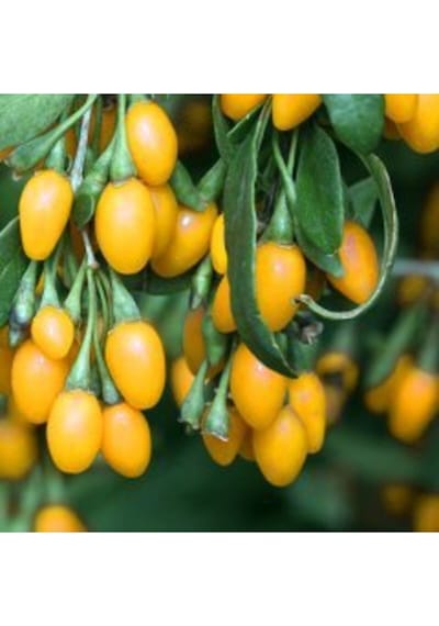12 Adet Goji Berry Fidanı Sarı Renk Tombul Meyve 9 Luk Saksıda Aşılı 12 Ay Dikim Yapılabilir