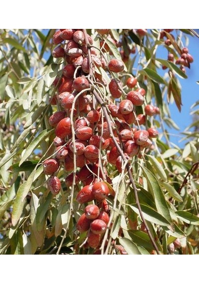 İğde Fidanı 150-200 Cm Tüplü