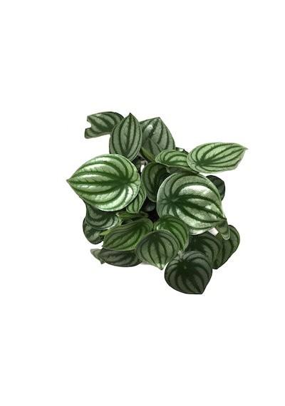Peperomia Argyreia (Karpuz Çiçeği) Ø12 CM Y20-25 CM Peperomia Argyreia (Karpuz Çiçeği) Ø12 CM Y20-25 CM
