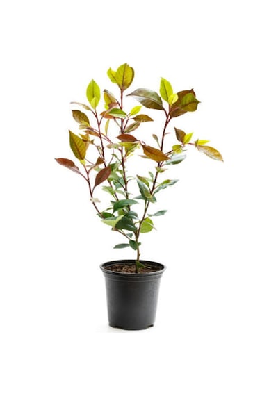 Çok Avantajlı Alev Çalısı Kırmızı Yaprak 30 50cm 1 Adet Photinia Serratifolia