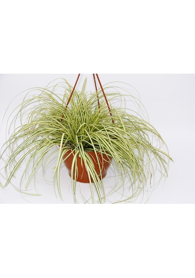 Carex Evergold Süs Çimi 2 Adet - Askılı Saksıda  6064