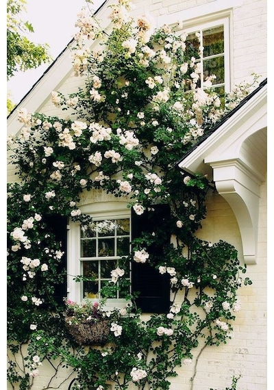 Serada Decor Plant Beyaz Sarmaşık Gül Fidanı Kokulu Tüplü 1. Kalite 90-140 Cm