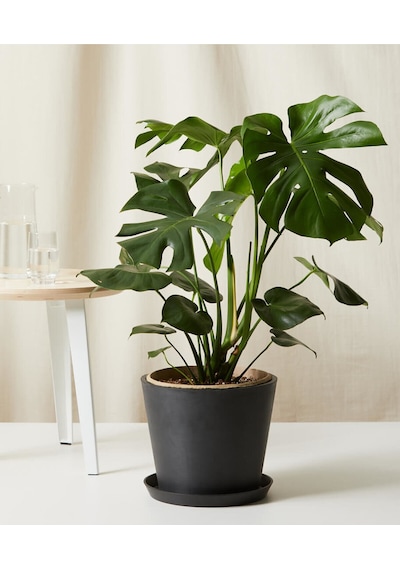Monstera Deliciosa Deve Tabanı 60-80 Cm Orta Boy