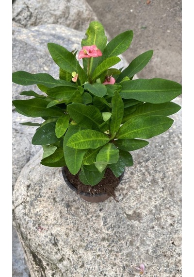 Videolu Pembe Milli Dikenler Tacı 1 Adet Saksılı Kaktüs 20-40 Cm Ofis Bitkisi Euphorbia