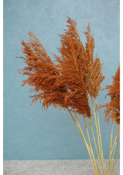 Büyük Demet Pampas Turuncu 100 Cm 8'li