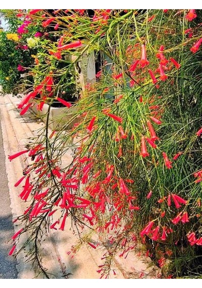 Kırmızı Mercan Çiçeği 1 Adet Saksılı/tüplü 35-60cm Russelia Equisetiformis