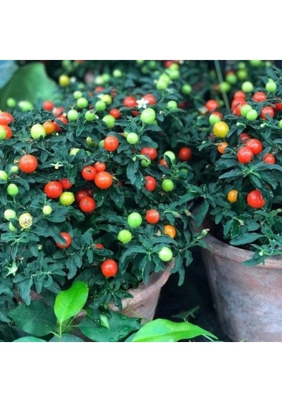 Saksılık Fat Tomato Pepper Tohumu 5 Tohum