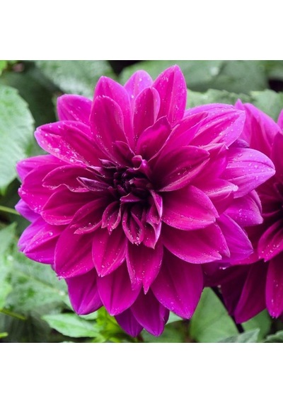 Thomas A.Edison Dahlia İri Yıldız Çiçeği Yumrusu (1 Adet)