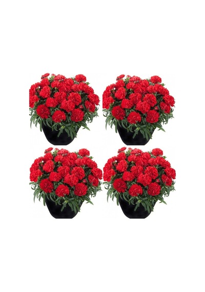Kırmızı Karanfil 30 50 Cm 4 Adet Saksılı Iç/ Dış Mekan Bitkisi Dianthus Caryophyllus