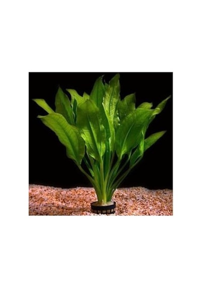 Akvaryum Bitkileri Echinodorus Amazonicus Saksı Canlı Bitki B043 Standart