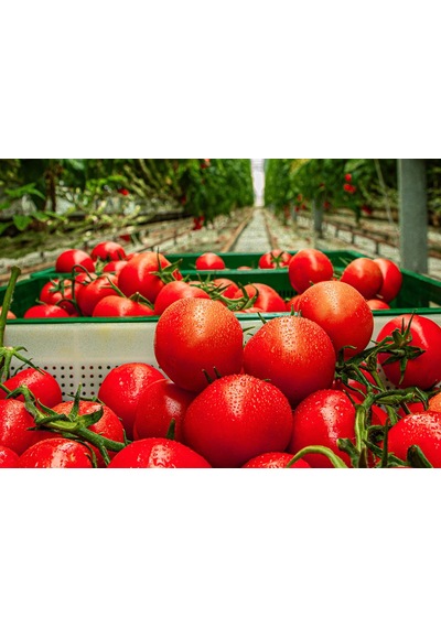 Mis Salkım Domates 1 Kg
