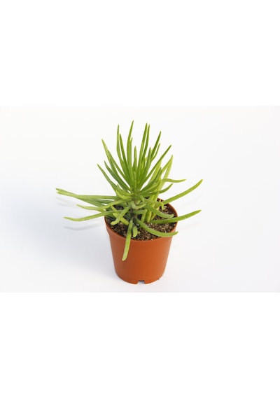 Senecio Barbertonicus Himalaya - 5 Adet Sukulent