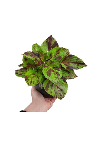 Koleus Solenostemon Yaprak Güzeli Kolyos Çiçeği 10-20 Cm