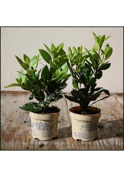 Defne - Laurus Nobilis L. 20 Adet