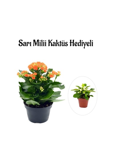 Kadınlar Gününe Özel Turuncu Kalanşo-emel Hanım Çiçeği Sarı Milli Kaktüs Hediyeli
