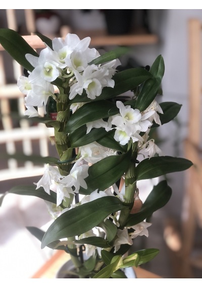 Dendrobium Orkide Exclusive - Beyaz 2932