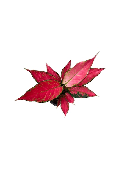 Aglaonema 'Cherry Baby' (Çin Herdemyeşili) Ø12 CM Y25-30 CM