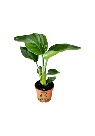 Mini Boy Strelitzia Starliçe Cennet Kuşu Çiçeği 15-30cm 1 Adet Saksılı