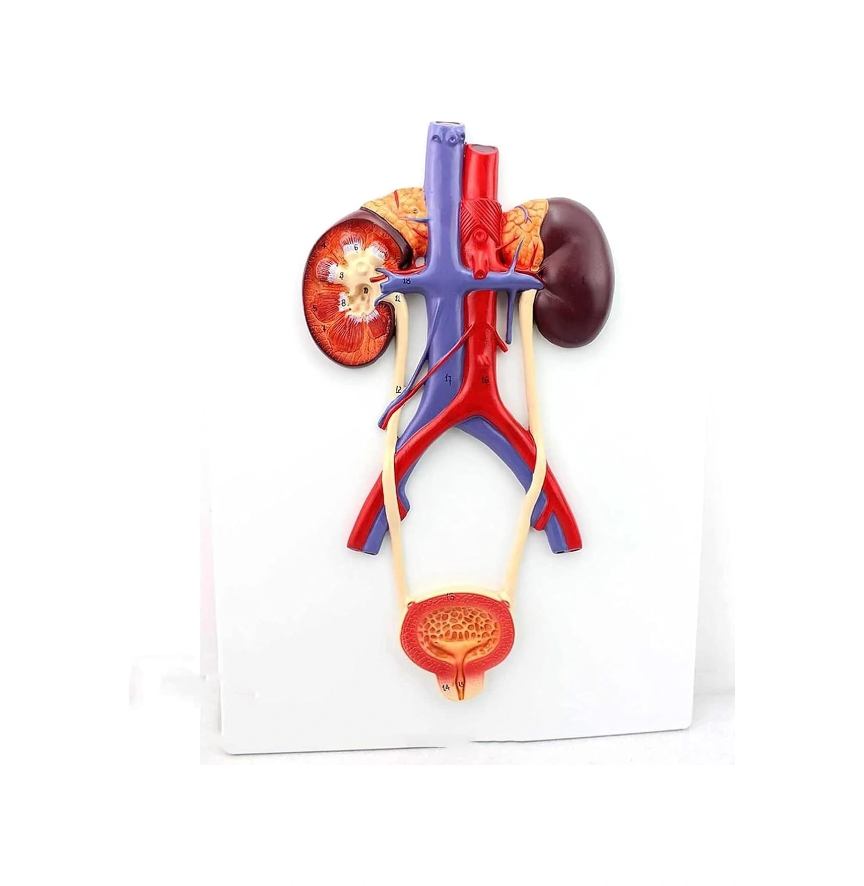 Üriner Sistem Modeli Üreteral Üretra Modeli Böbrek Anatomisi Modeli Eğitim İçin