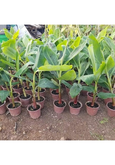 Kırmızı Muz Fidanı Özel Ürün 50-60cm 1 Litrelik Saksıda