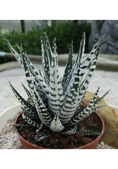 Haworthia Attenuata Albino 20 Adet