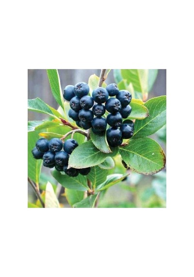 Aronia Aronya Ağacı Fidanı 10-20 Cm