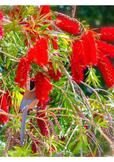 Videolu Fırça Çalısı Fidanı 50 70 Cm 1 Adet Saksılı Dış Mekan Ağaç Callistemon Leavis