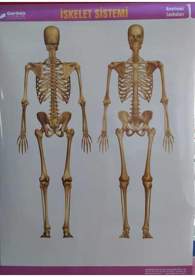 Gürbüz İskelet Sistemi Anatomi Levhası 70X100CM Askılı