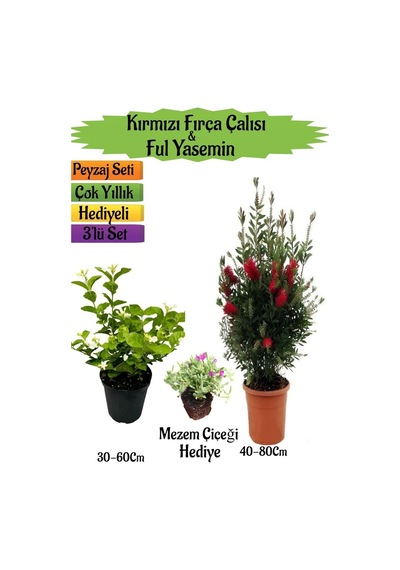 Kırmızı Fırça Çalısı+kokulu Ful Yasemin+mezem Çiçeği Peyzaj Seti