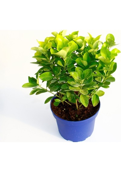 Gold Taflan Euonymus Japonica Aurea Sarı Çit Bitkisi Mavi Sak