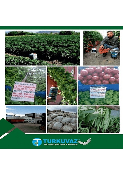 1 L Turkuvaz Bat Power Organik Sıvı Yarasa Gübresi 1 L Turkuvaz Bat Power Organik Sıvı Yarasa Gübresi