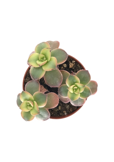 Aeonium Kiwi (Sukulent) Ø8,5 CM Y10-15 CM