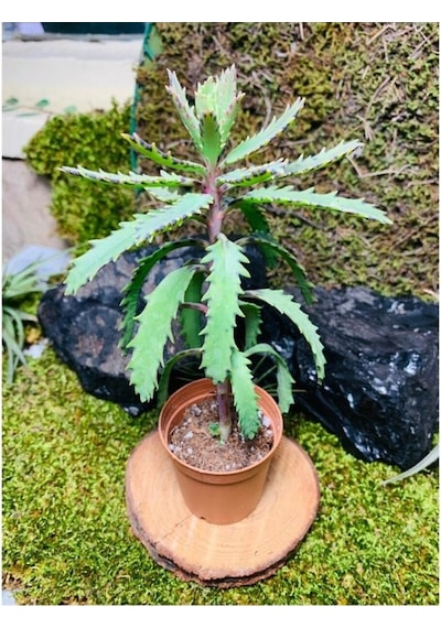 Folium Aşkın Gözyaşı Bitkisi Mother Of Thousands 10-20 Cm
