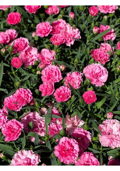 Videolu Pembe Kokulu Karanfil Fidanı 1 Adet Saksılı 15-30cm Salon Bitkisi Dianthus Caryophyllus