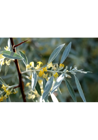 Anadolu İğde Fidanı Elaeagnus Angustifolia 2 Adet