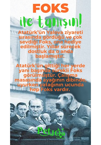Petjoo 29.Foks Yeşil-Turuncu Qr'lı Köpek Künyesi