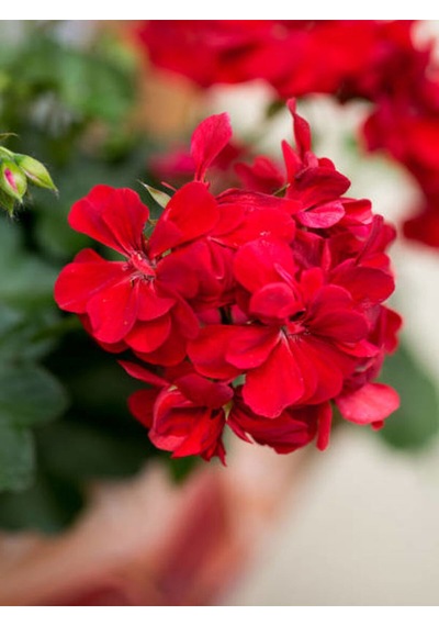 Videolu Canlı Kırmızı Premium 1 Adet Sardunya Çiçeği 15-40cm Saksılı Geranium
