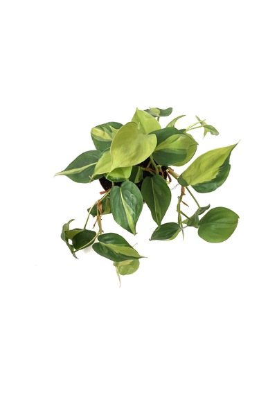 Philodendron Cordatum 'Brasil' Ø12 CM Y20-25 CM Philodendron Cordatum 'Brasil' Ø12 CM Y20-25 CM